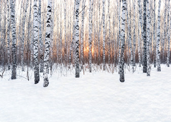 Fotobehang Berkenbos Berkenbos bij winterzonsondergang in sneeuw  © kobzev3179