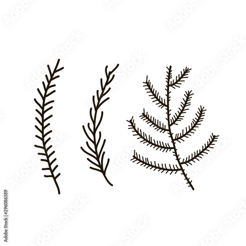 Vector pine tree branches set black silhouettes isolated on white background