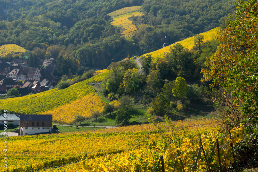 Obraz premium Weinberge im Elsass im Herbst