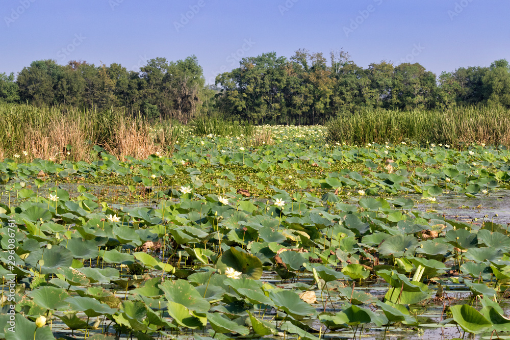 Fields of flowering yellow lotuses (Nelumbo lutea) at Brazos Bend State Park, Texas