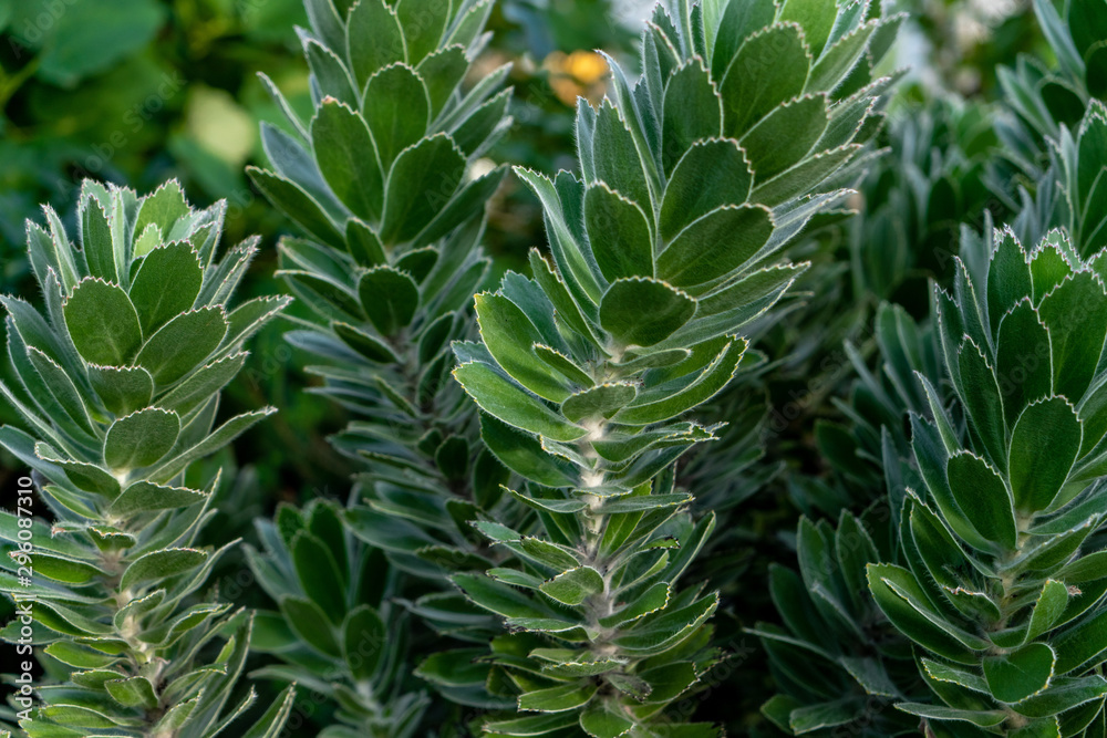 Obraz premium Plante grasse verte