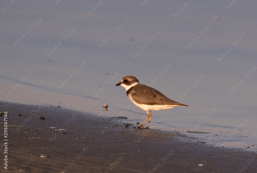 Semipalmated plover (Charadrius semipalmatus), on the sand beach in warm sunset light Semipalmated plover (Charadrius semipalmatus), on the sand beach in warm sunset light