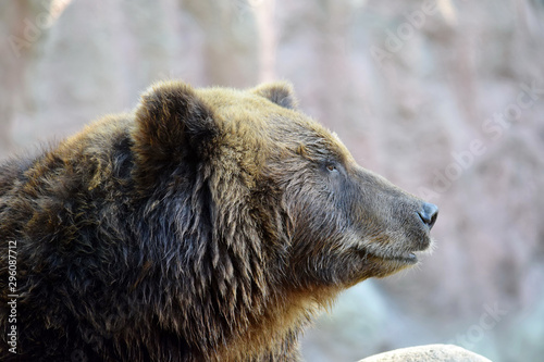 Head Close Up of Brown Bear SIde View