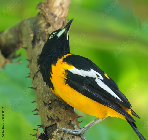The Venezuelan troupial (Icterus icterus) feeding on the dead tree