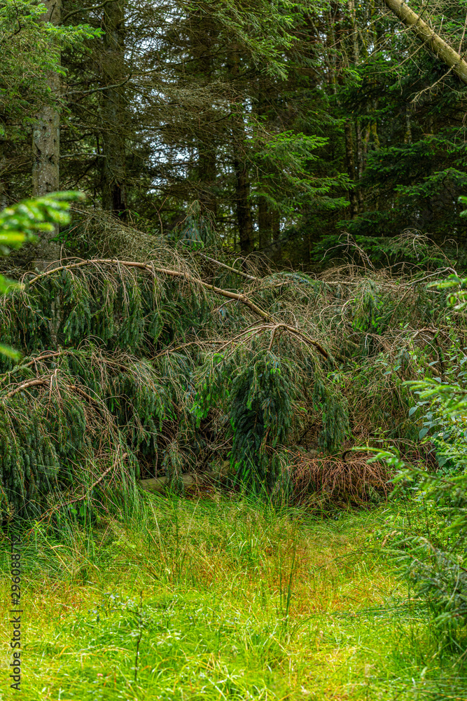 Fototapeta premium Uprooted tree that has fallen in a storm blocking a path.
