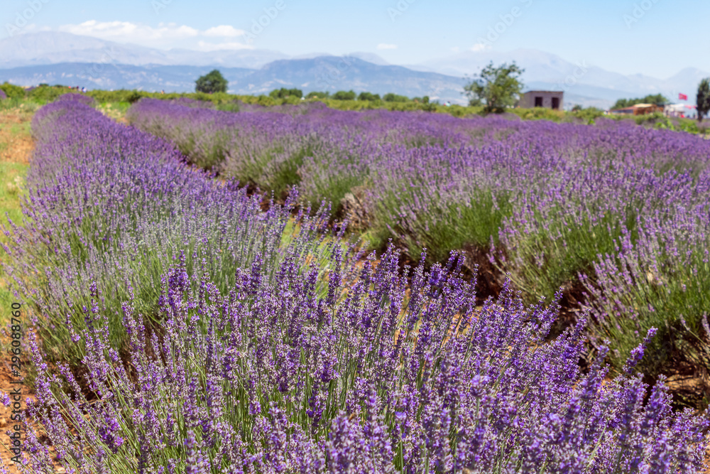 Naklejka premium Fioletowe pole lawendy z tłem wzgórza