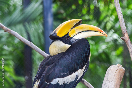 Chai nat Thailand December 26 2019 see birds at Chai NAT Bird Park is a place of chainat province. Bird cage is the biggest in Asia, covering an area of 26 hectares and contains various species birds. photo