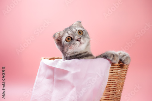 Photography Scottish fold cat breed, age 3 months in basket