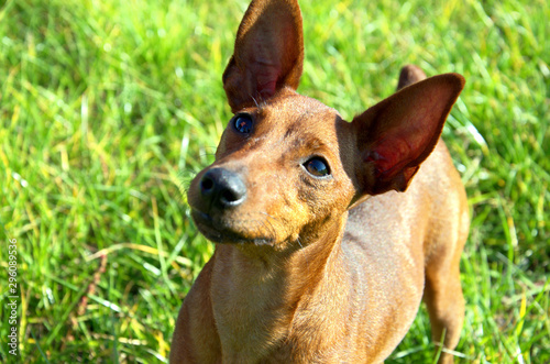 A small, brown and with large ears dog, on backdrop of green grass. The puppy is curious and stares. The dog is waiting for praise.