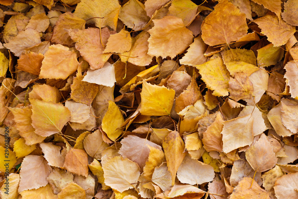 Lots of yellow leaves. Autumn. Close up Lots of yellow leaves. Autumn. Close up
