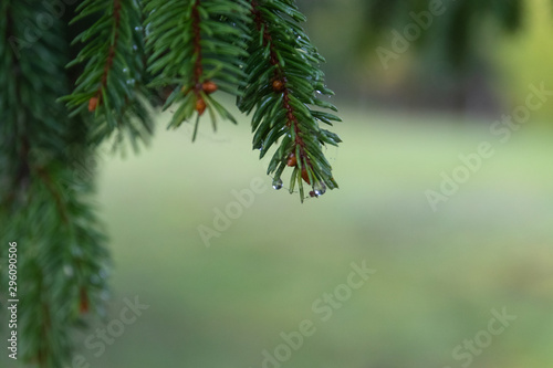 Raindrops on a branch of spruce. Rainy autumn day. Close-up.