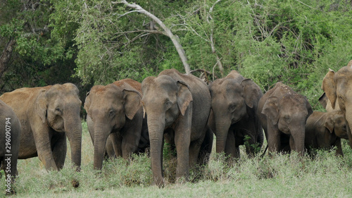 Herd of Asian elephant in Minneriya national park