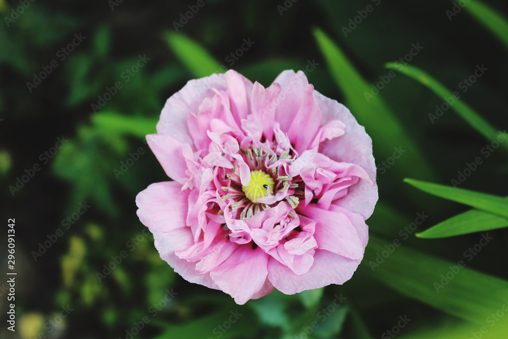 Fototapeta premium pink flower in the garden