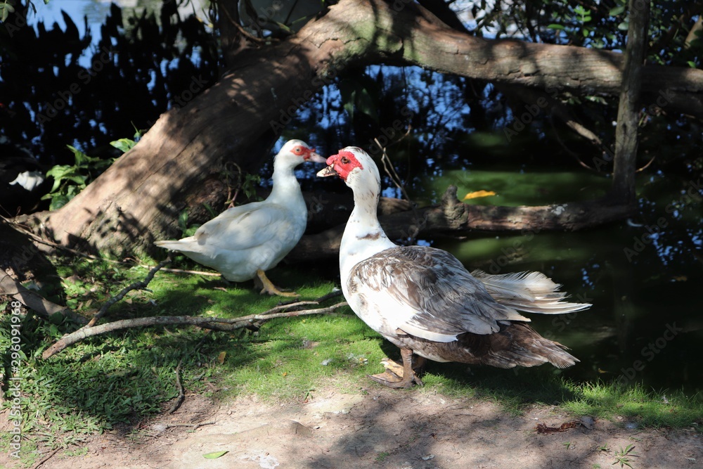 The beautiful ducks that inhabit the Moinhos de Vento Park in Porto Alegre, enjoying a pleasant sunny day. The beautiful ducks that inhabit the Moinhos de Vento Park in Porto Alegre, enjoying a pleasant sunny day.