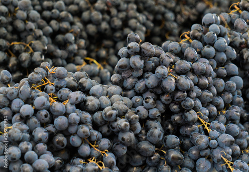 Beautiful clusters blue grapes in the market.