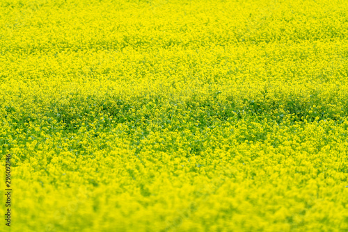 北海道美瑛　キガラシの花畑