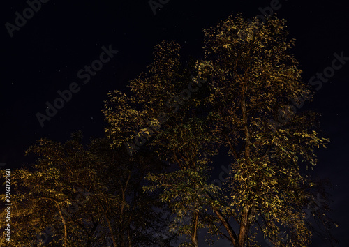 Fototapeta Naklejka Na Ścianę i Meble -  Trees at night