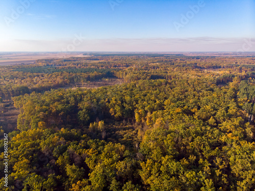 Autumn forest aerial drone view