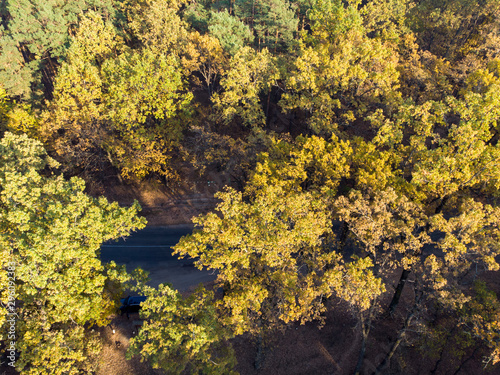 Autumn forest aerial drone view