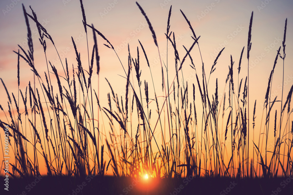 Evening bright landscape with tall grass against the backdrop of the setting sun. Reed plant at sunset
