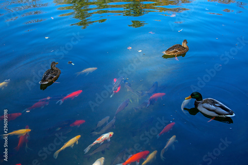 ducks and colorful fish swimming in the pond