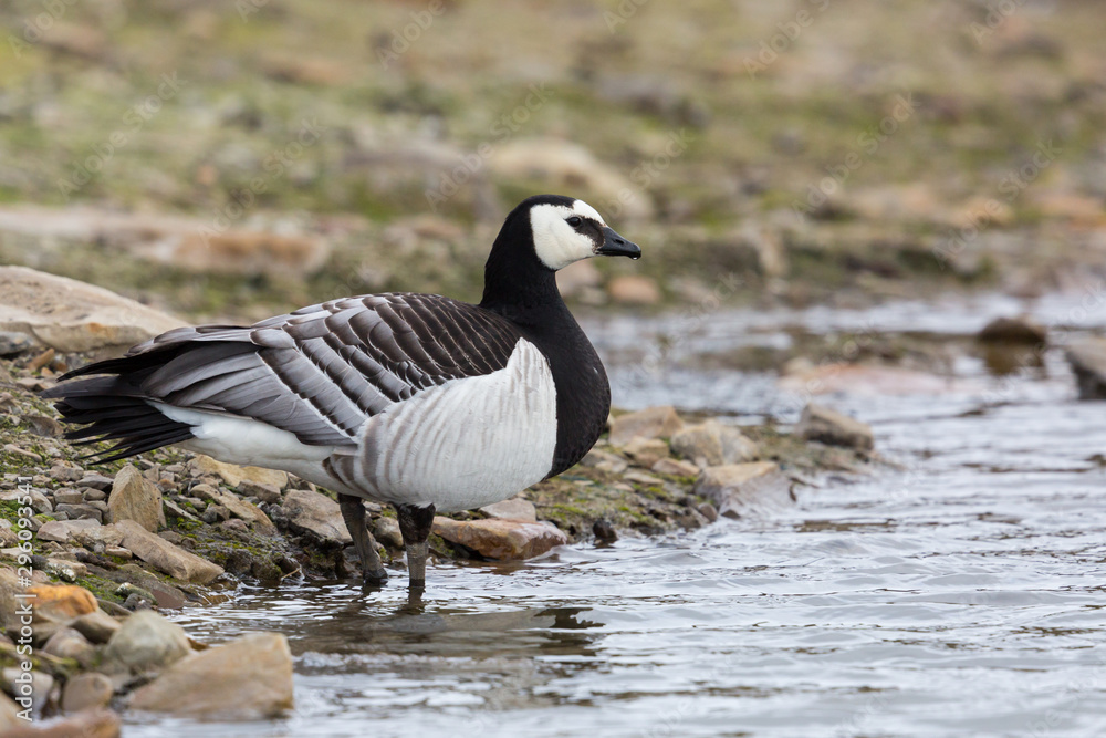 standing barnacle goose (branta leucopsis) close-up standing barnacle goose (branta leucopsis) close-up