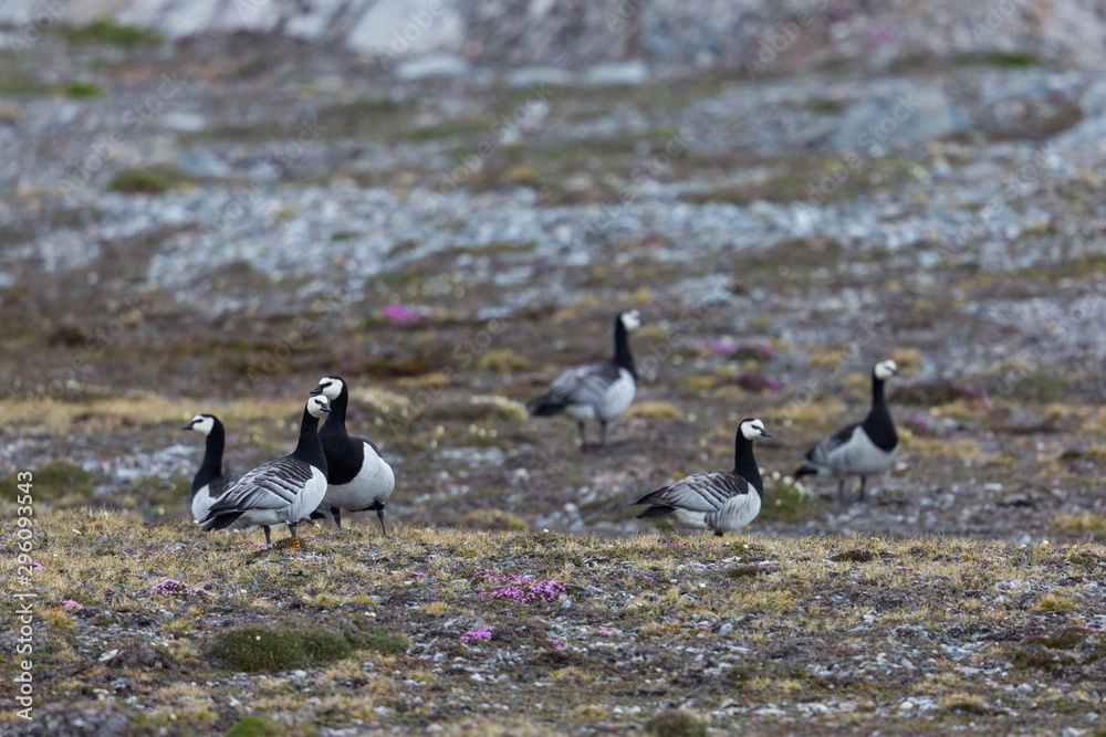 group of barnacle geese (branta leucopsis) standing in tundra in Svalbard group of barnacle geese (branta leucopsis) standing in tundra in Svalbard