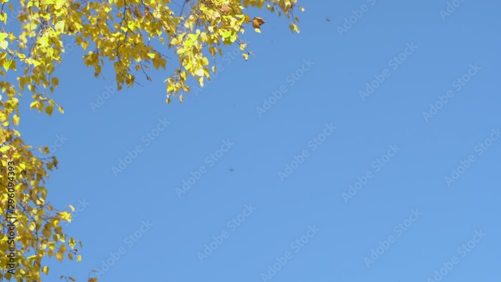 Nature clear blue sky background with fresh first spring foliage of trees as natural frame. Real time 4K video footage.