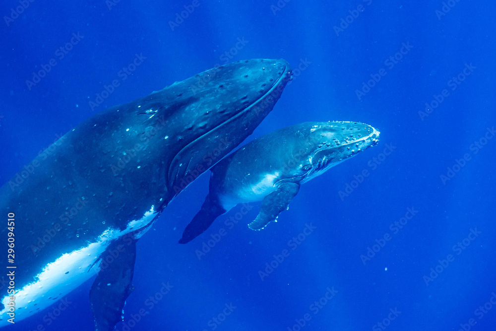 Fototapeta premium ザトウクジラ トンガ 鯨