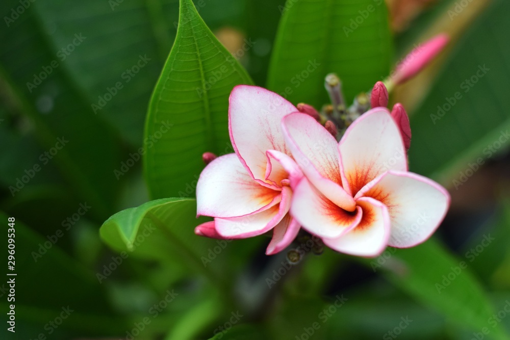 flower in garden flower in garden
