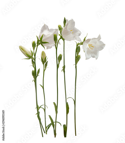 flowers on white background