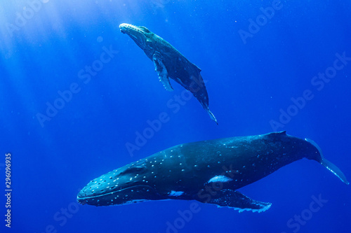 ザトウクジラ 座頭鯨 Humpback whale photo