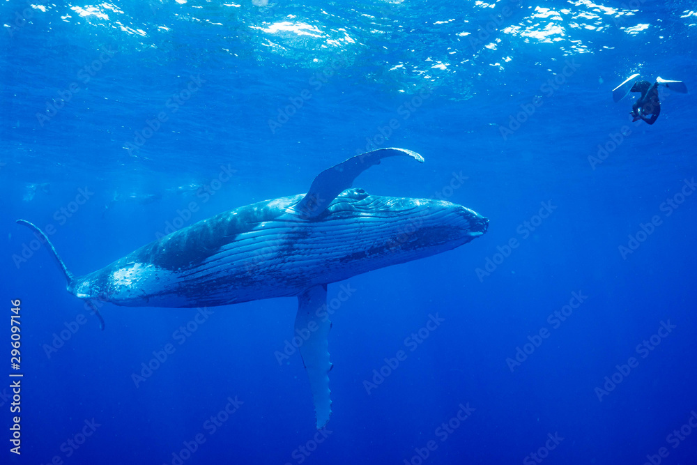 Obraz premium ザトウクジラ 座頭鯨 Humpback whale