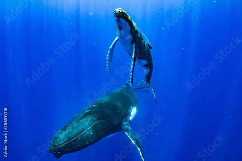 Fotografia ザトウクジラ 座頭鯨 Humpback whale