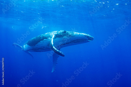ザトウクジラ 座頭鯨 Humpback whale