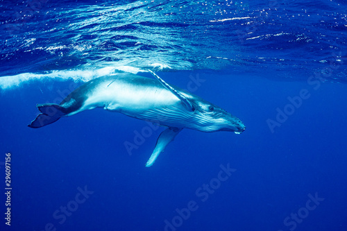                              Humpback whale