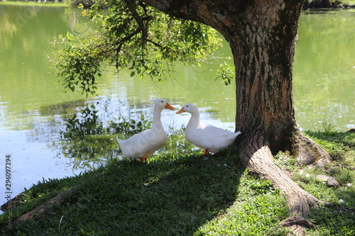  The beautiful ducks that inhabit the Moinhos de Vento Park in Porto Alegre, enjoying a pleasant sunny day. photo