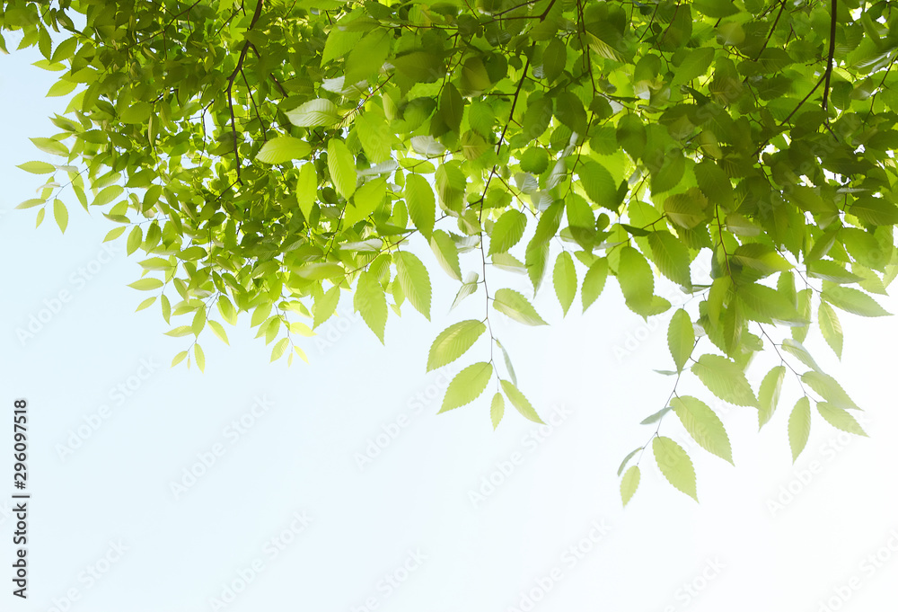 Leaves on a sunny day.