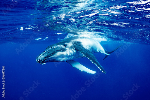 ザトウクジラ 座頭鯨 Humpback whale
