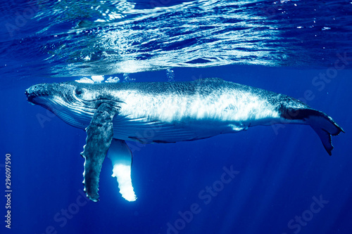 ザトウクジラ 座頭鯨 Humpback whale