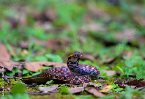Assam Mountain Snake found in Thailand rain forest. 