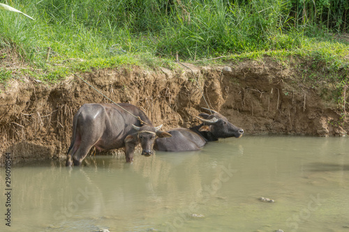 buffalo in the mud
