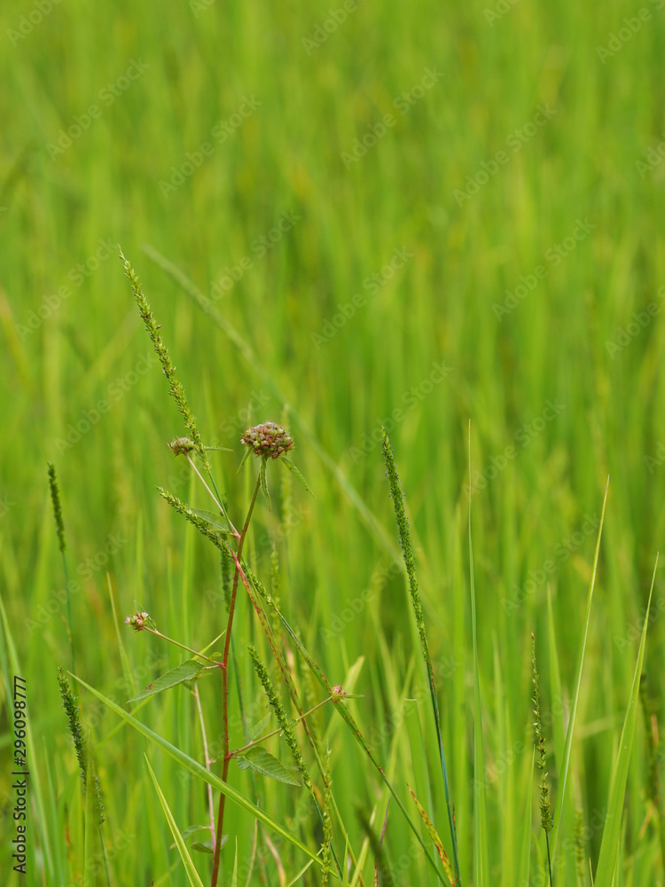 green paddy rice in the field plant, Jasmine rice on blurred of nature background green paddy rice in the field plant, Jasmine rice on blurred of nature background