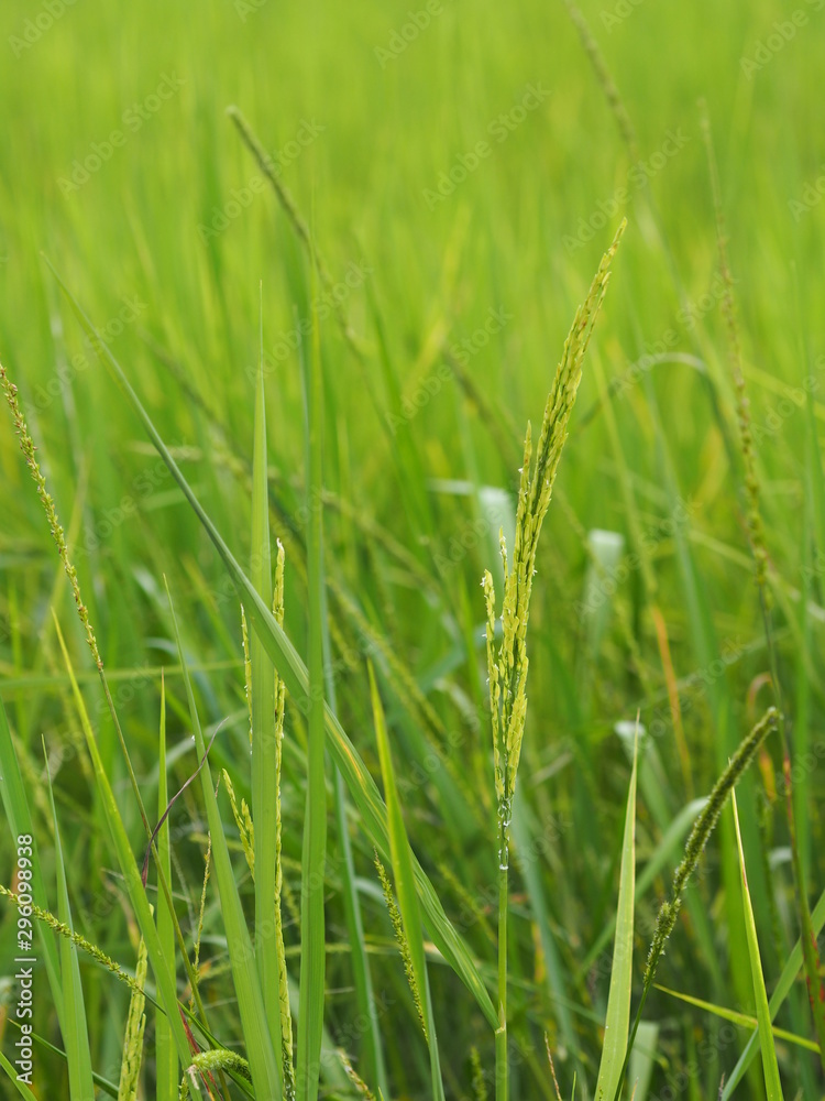 green paddy rice in the field plant, Jasmine rice on blurred of nature background green paddy rice in the field plant, Jasmine rice on blurred of nature background