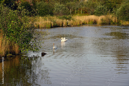 White swans on a pond in a wildlife park in Nova Scotia  Canada