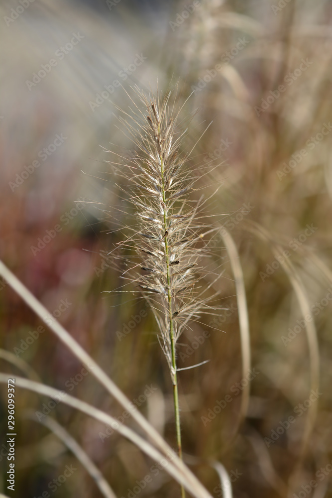 Fountain grass Hameln Fountain grass Hameln