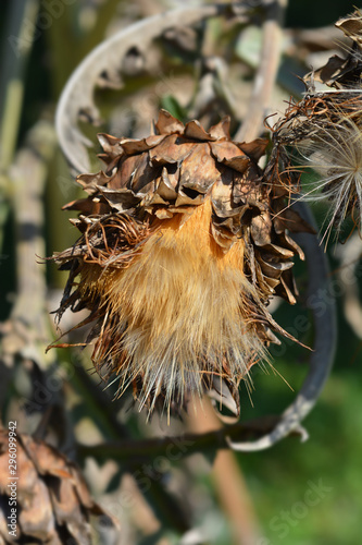 Artichoke thistle photo