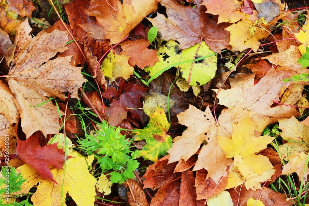 Beautiful colored autumn leaves in the Park