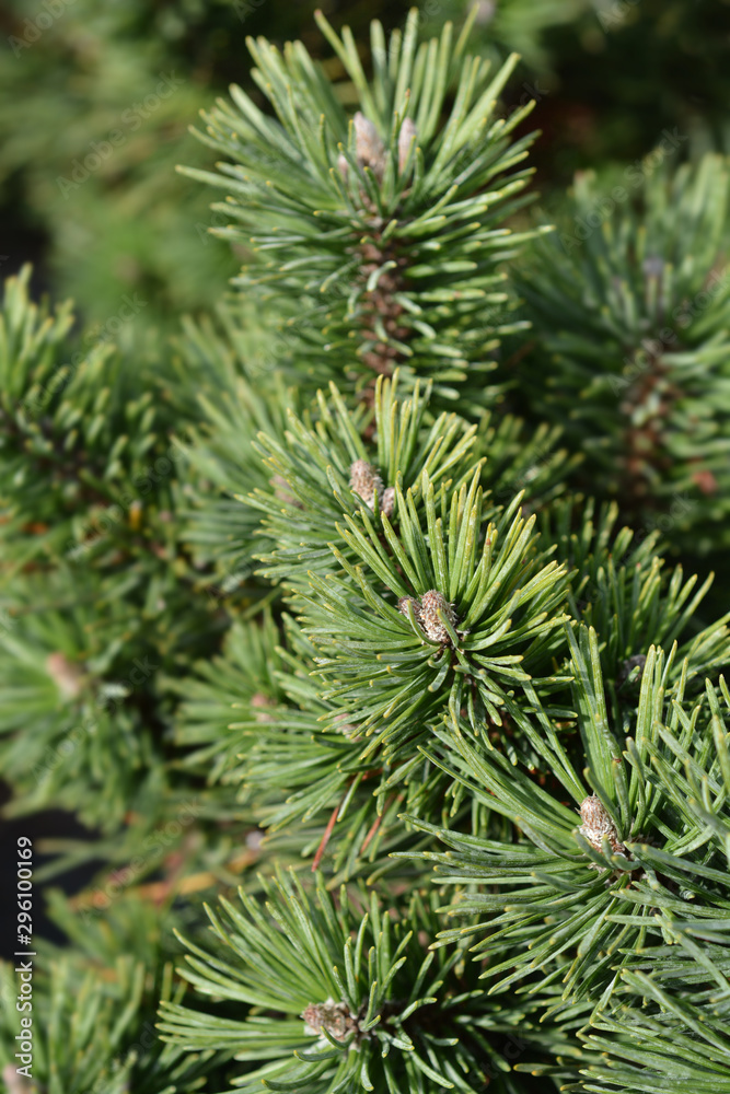 branch of a Dwarf mountain pine Limerick branch of a Dwarf mountain pine Limerick