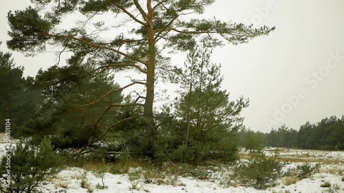 Footage of a large tree with spreading branches shot during winter. photo